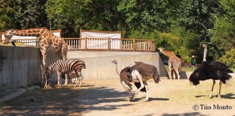 Zoos schließen ➜ Zoos zum Wohl der Tiere abschaffen